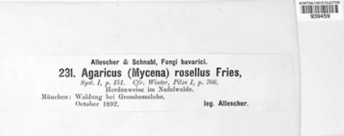 Laccaria laccata image